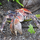 Image for article titled Weekend Nightmare Fuel: The Biggest Crawling Animals on Earth